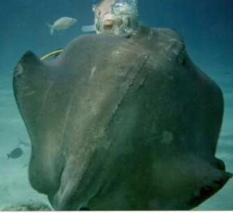 stingray greeting