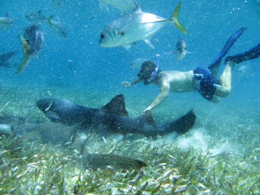 Free Diving in Belize