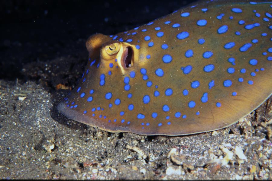 Stingray