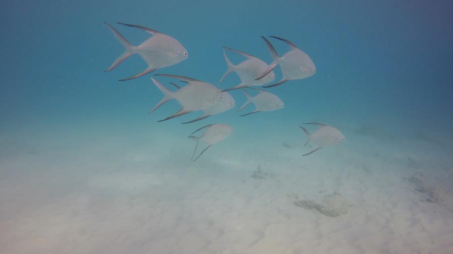 Palometa