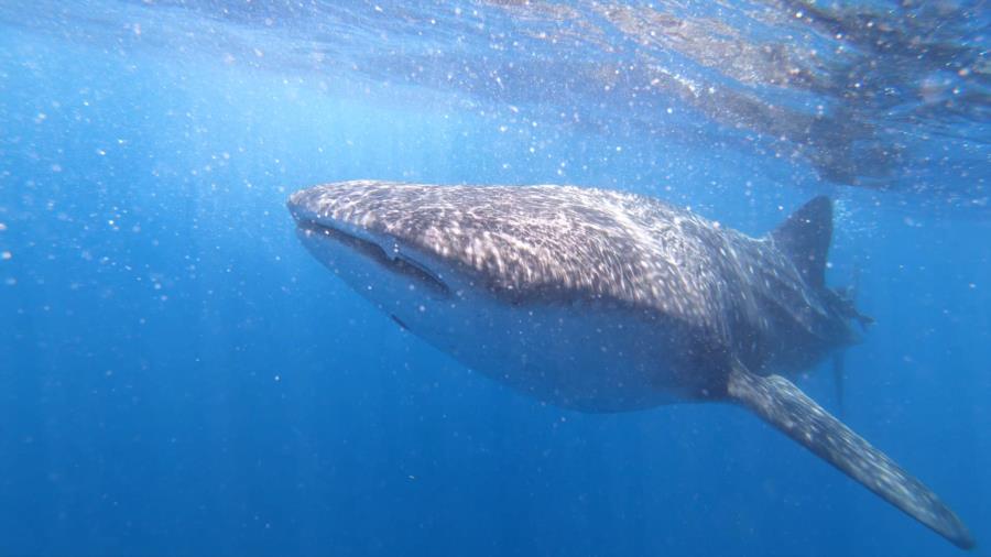 Kona Whale Shark