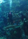 Florida Aquarium Shark Dive