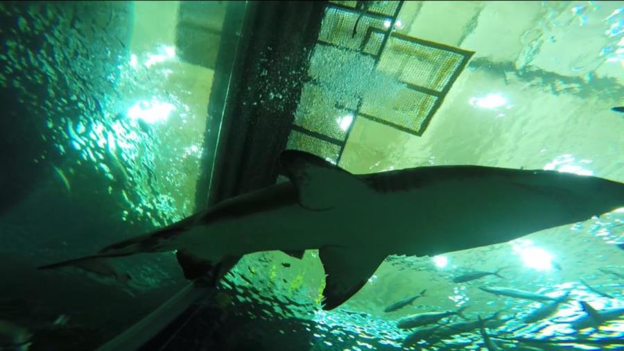 Shark Dive Florida Aquarium