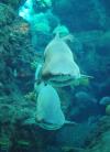 Shark Dive Florida Aquarium