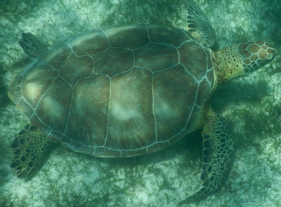 Snorkeling in Cozumel