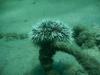 Sea Urchin