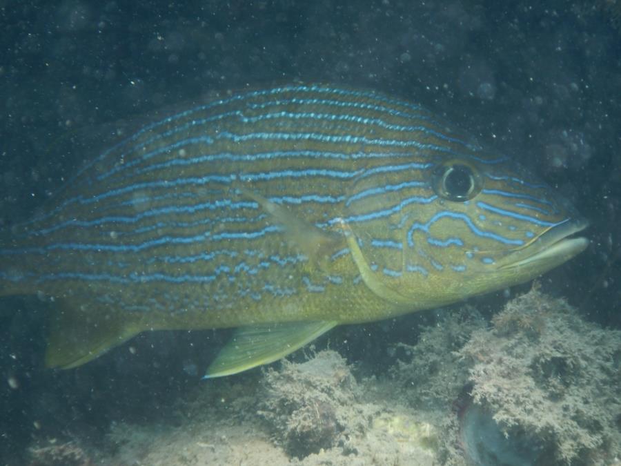 Blue Striped Grunt