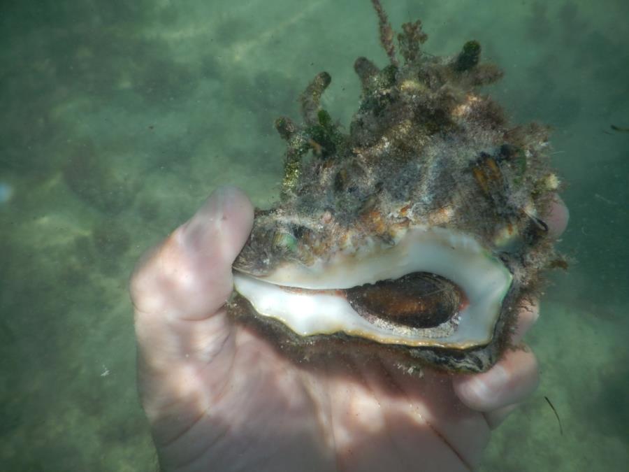 Conch