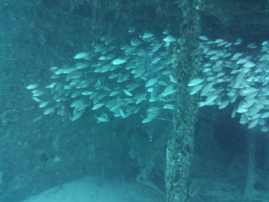 Fish inside of a wreck