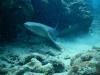 Nurse Shark - bsharp117