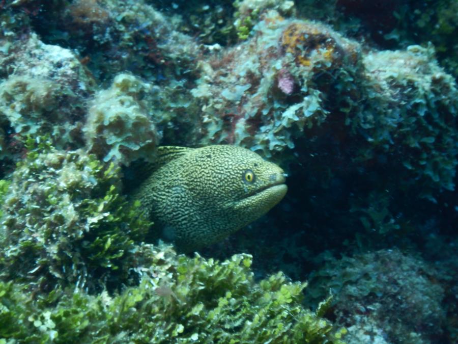 moray eel