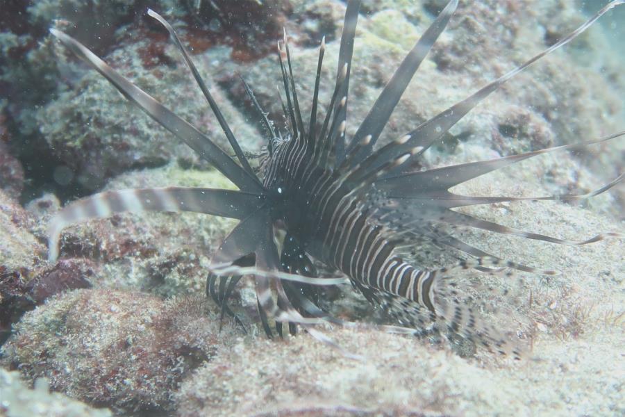 Lion Fish