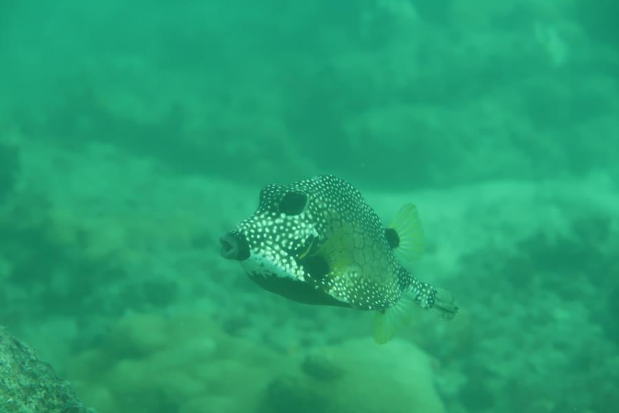 Trunk Fish