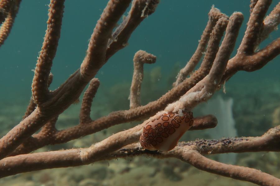 Barracuda Reef