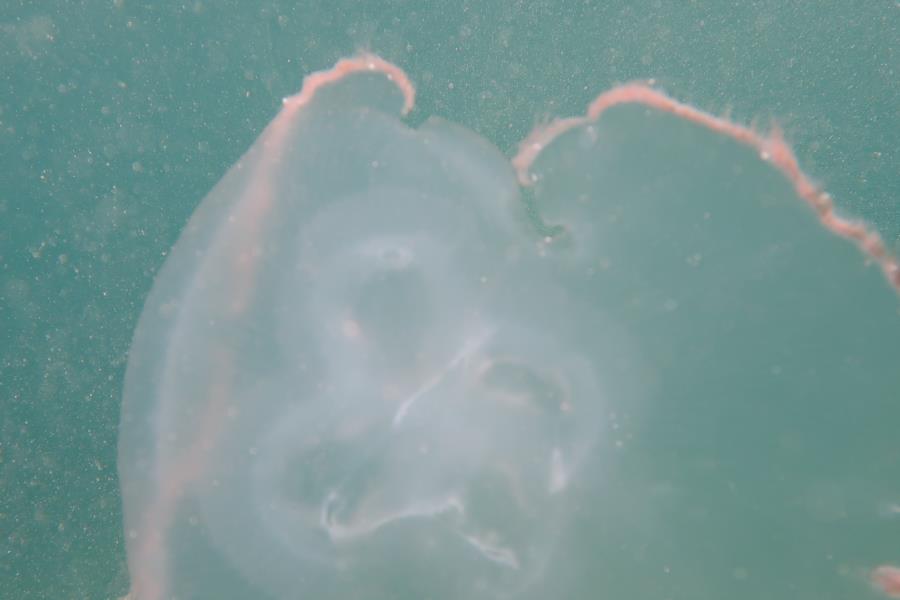 Jelly Fish - BHB