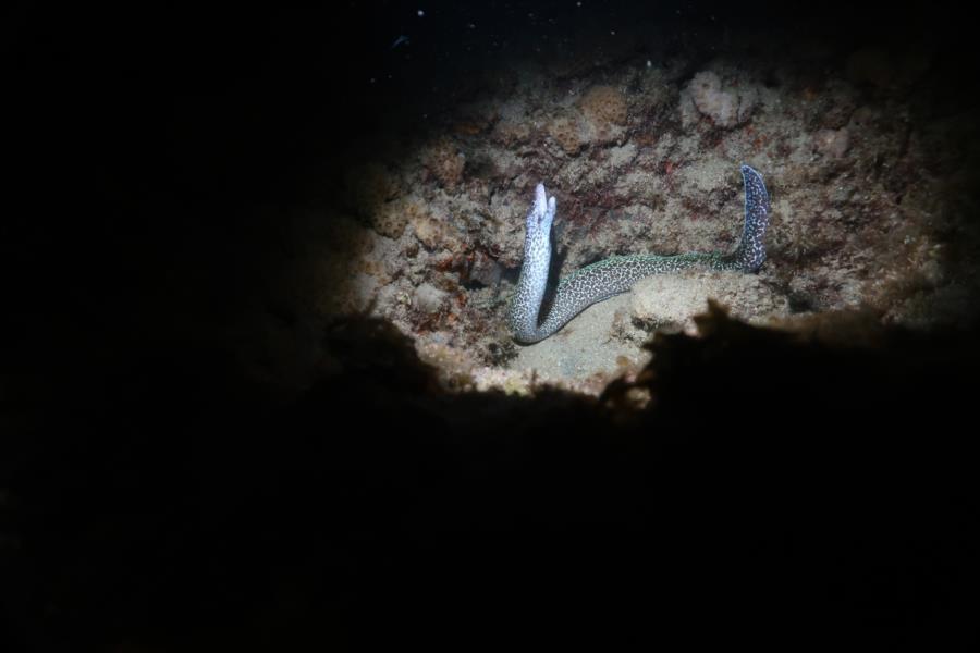 Spotted Moray Eel