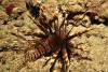 Lion Fish