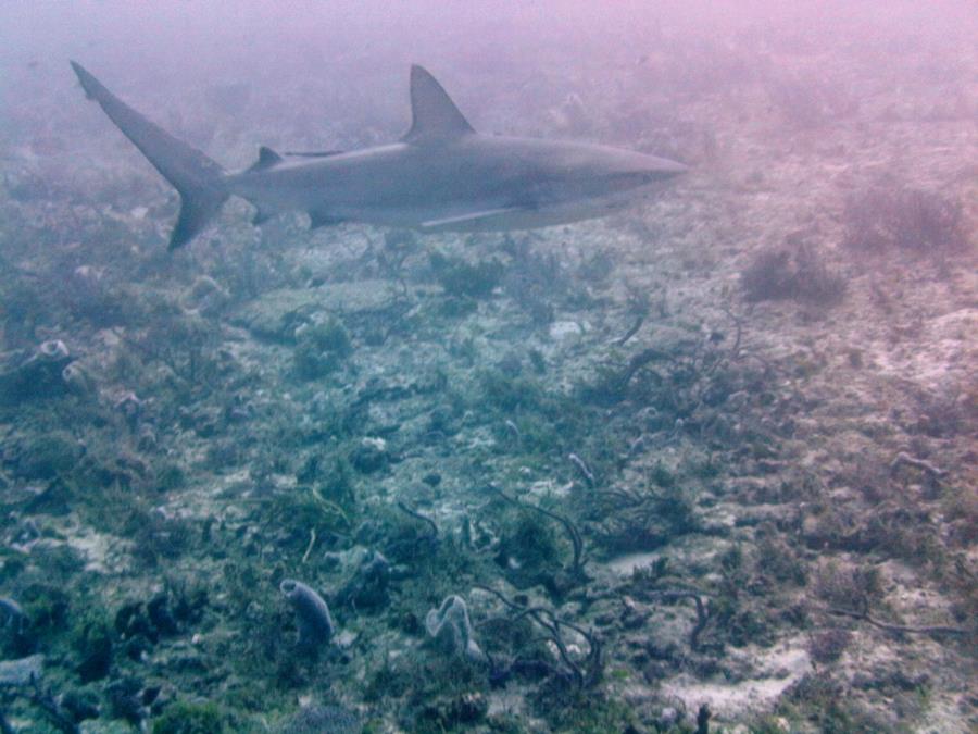 Shark Canyon