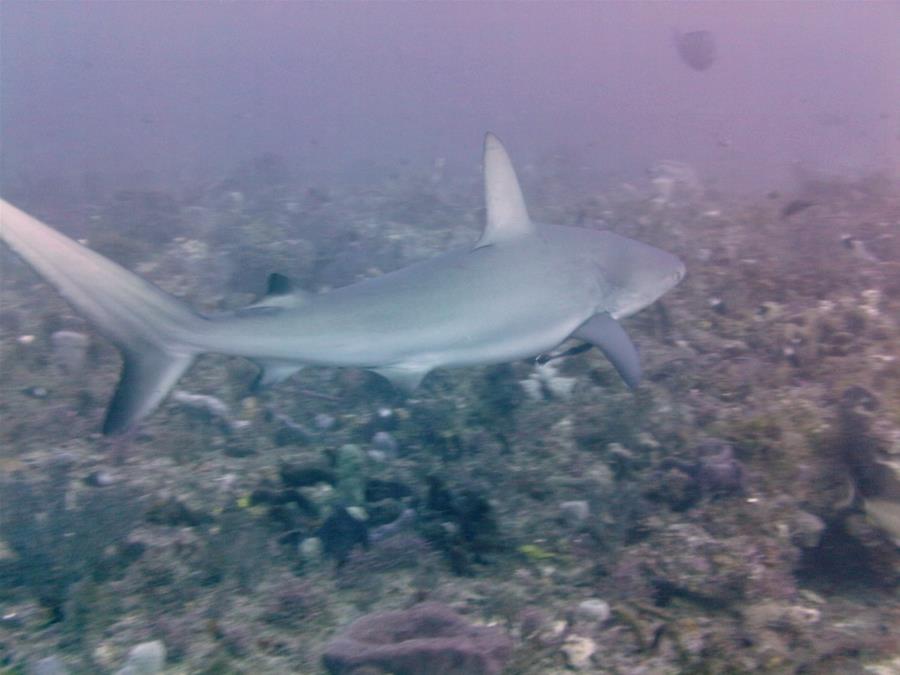 Shark Canyon