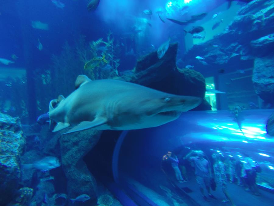 Dubai Aquarium