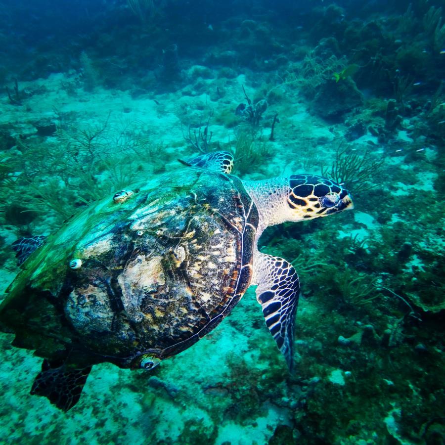 Hawksbill