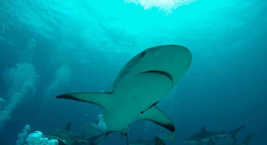 Caribbean Reef Shark