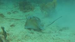 Stingray