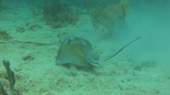 Stingray