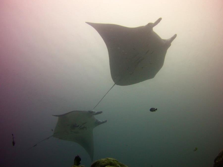 Jellyfish Lake