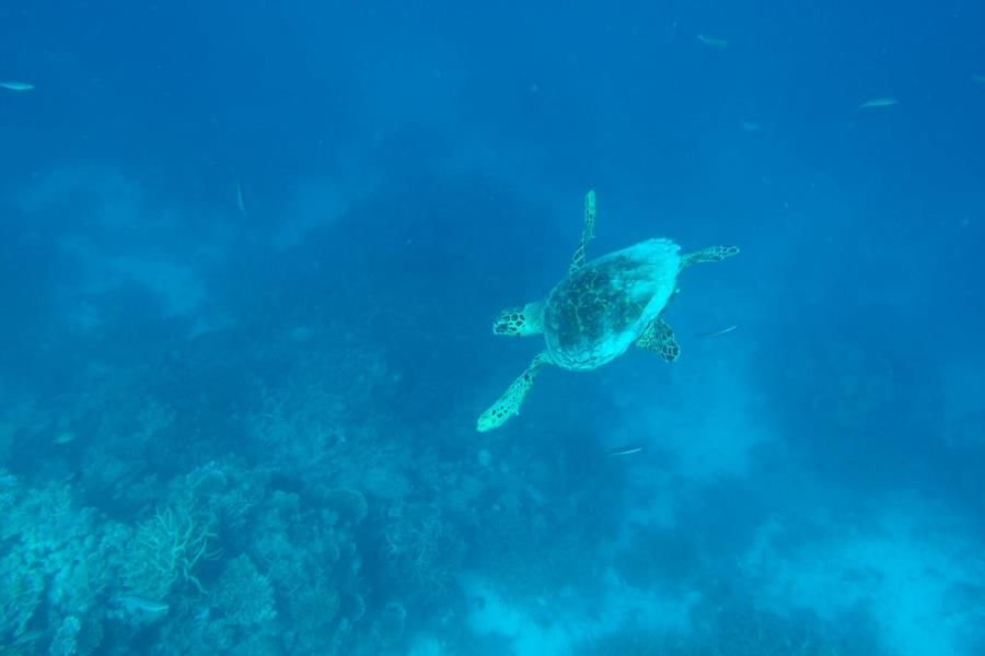 Maldives Turtle