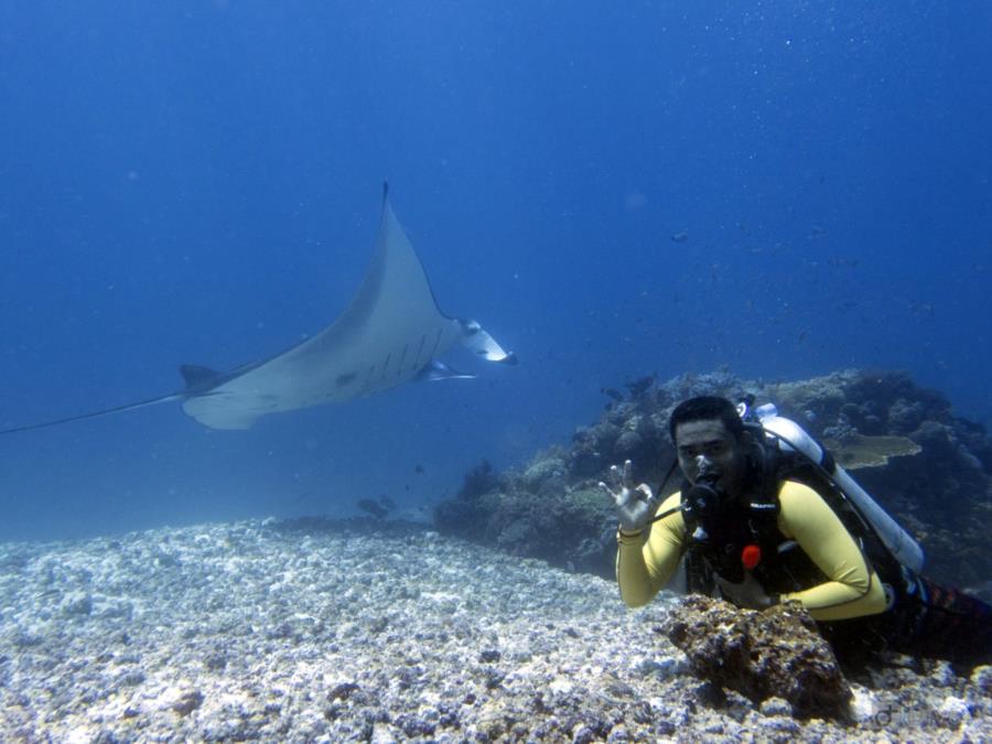 Diving With Manta Ray