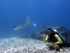 Diving With Manta Ray