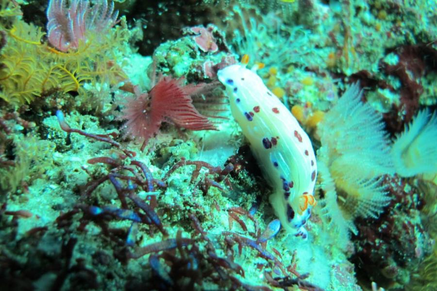 nudibranch