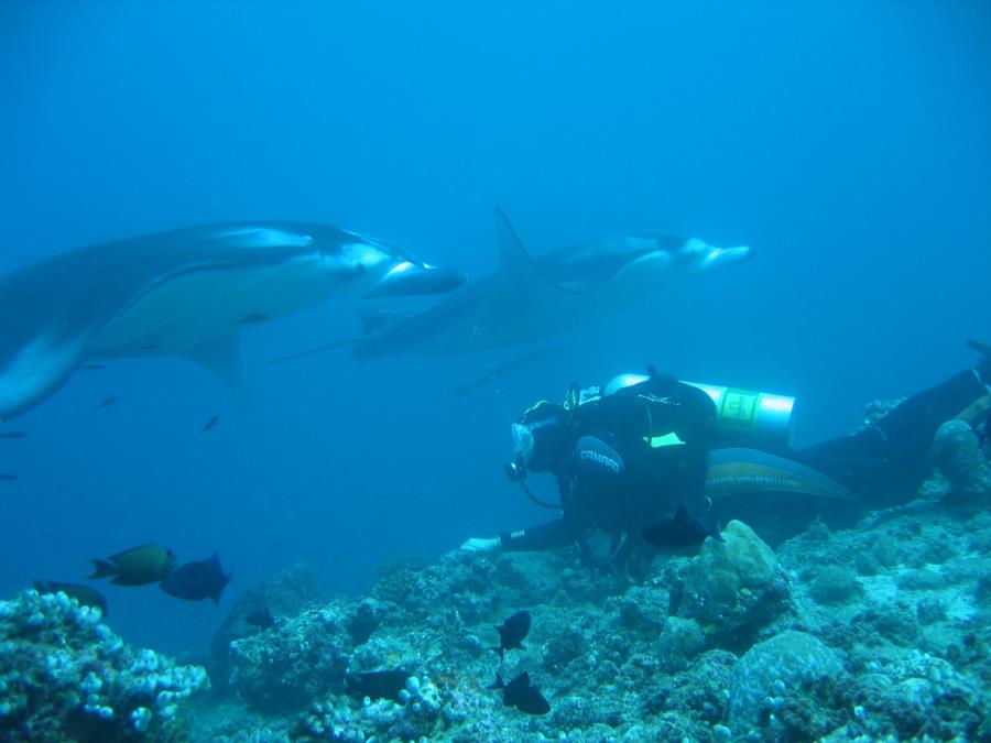 Manta Point Maldives