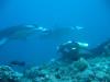 Manta Point Maldives
