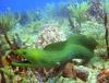 Moray eel - Mexican Riviera