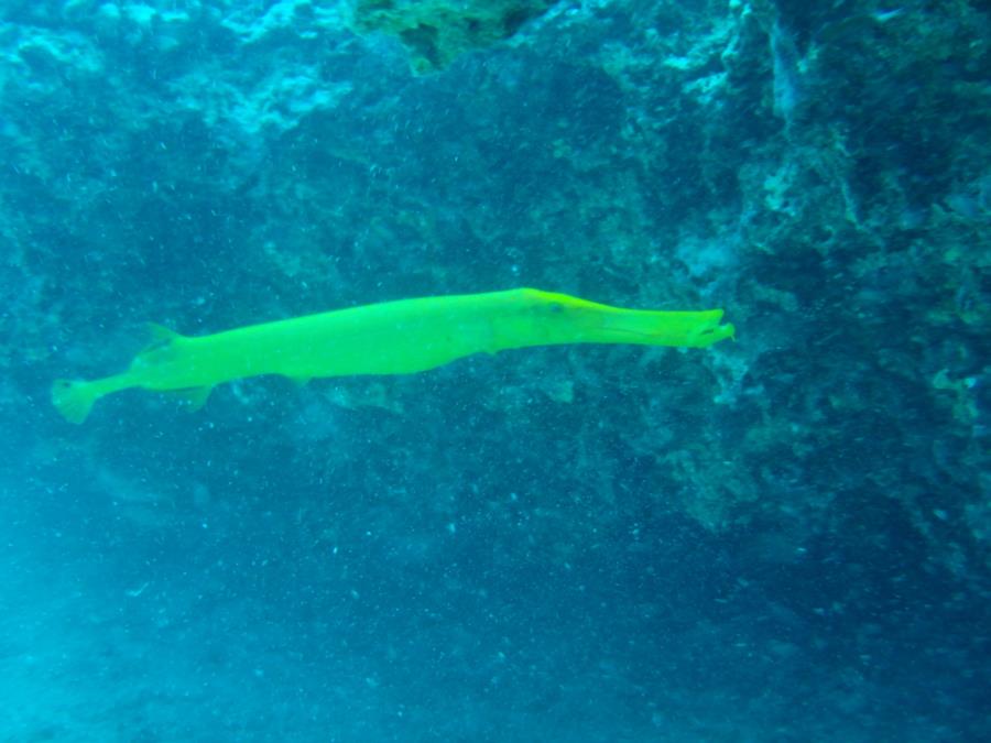 Yellow Trumpet Fish