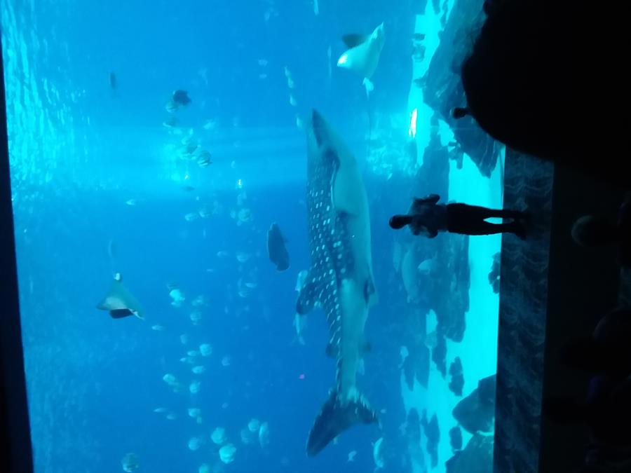 Georgia aquarium dive