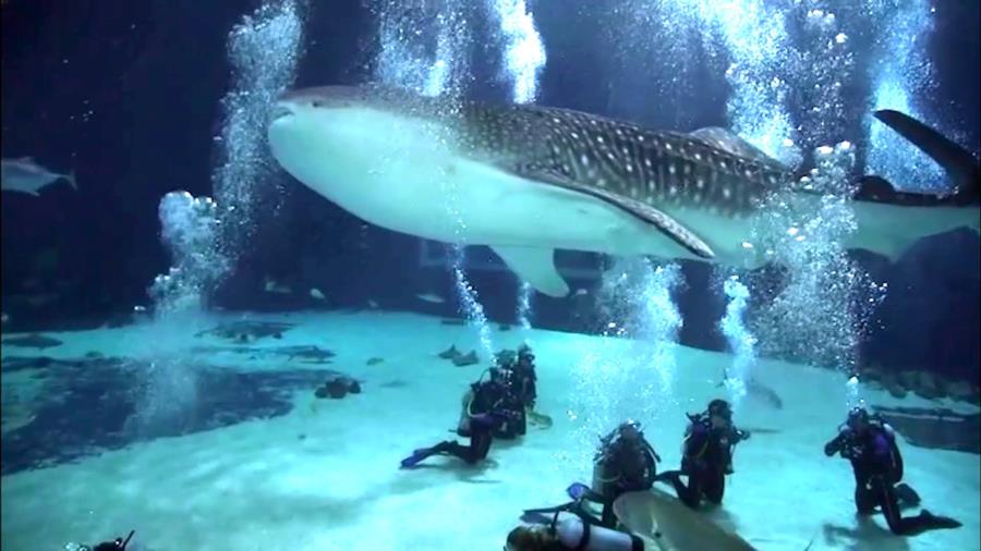 Georgia aquarium dive