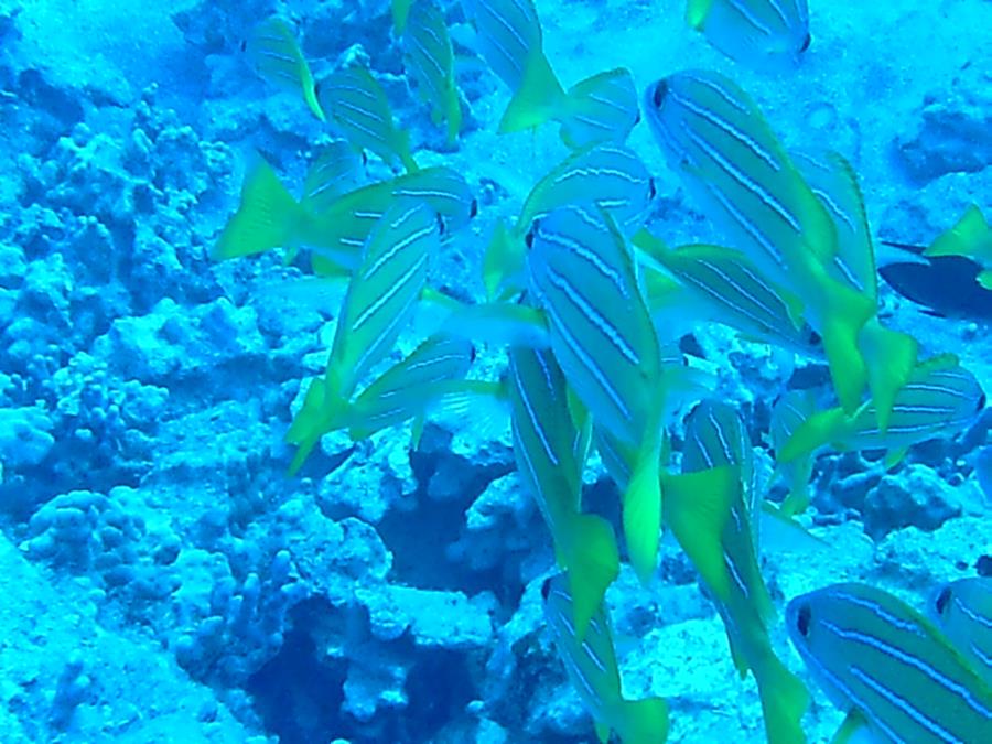 Snapper school off Hawaii’s Kona Coast