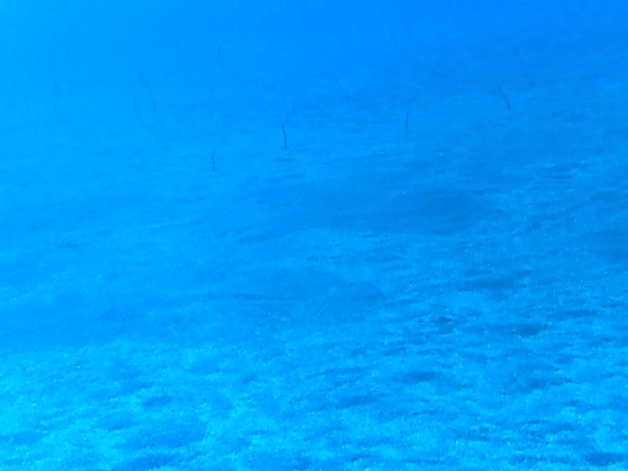 Garden Eels off Hawaii’s Kona coast