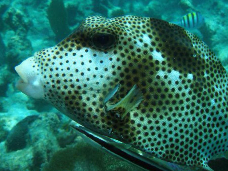 Boxfish w/remora