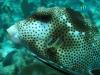 Boxfish w/remora