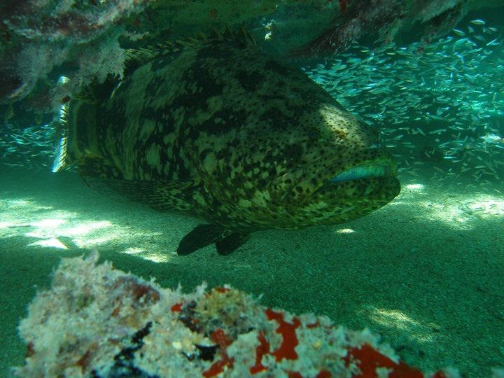 Goliath grouper / 90lb. Youngster