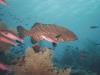 Rock grouper/ West End ,Bahamas