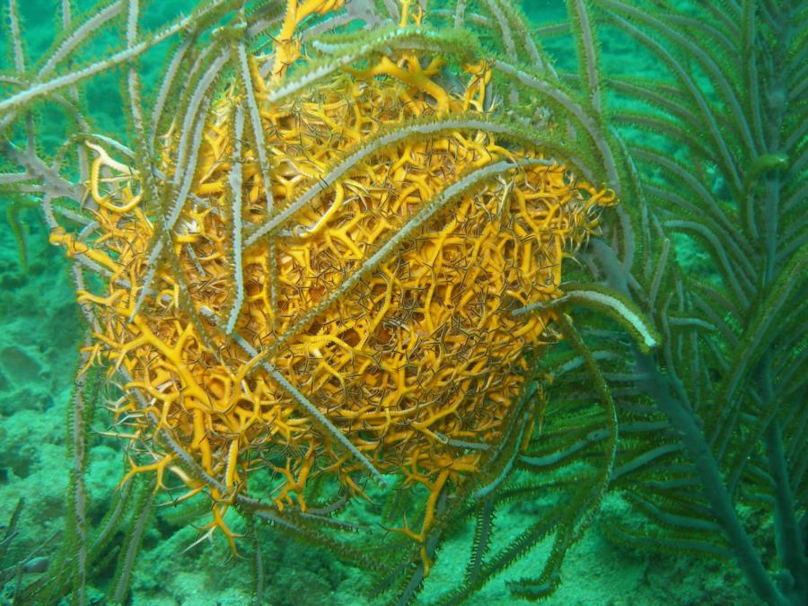 Basket starfish/daytime