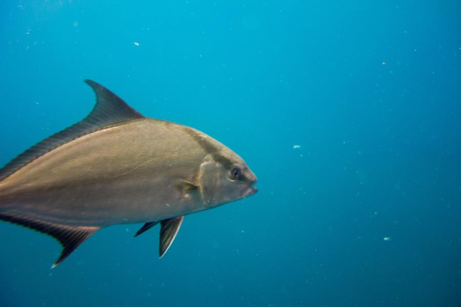 [SPI] Unidentified; Close-up of Striped Fish