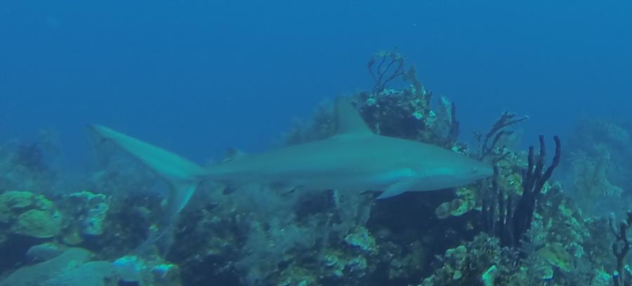 Reef shark Bahamas