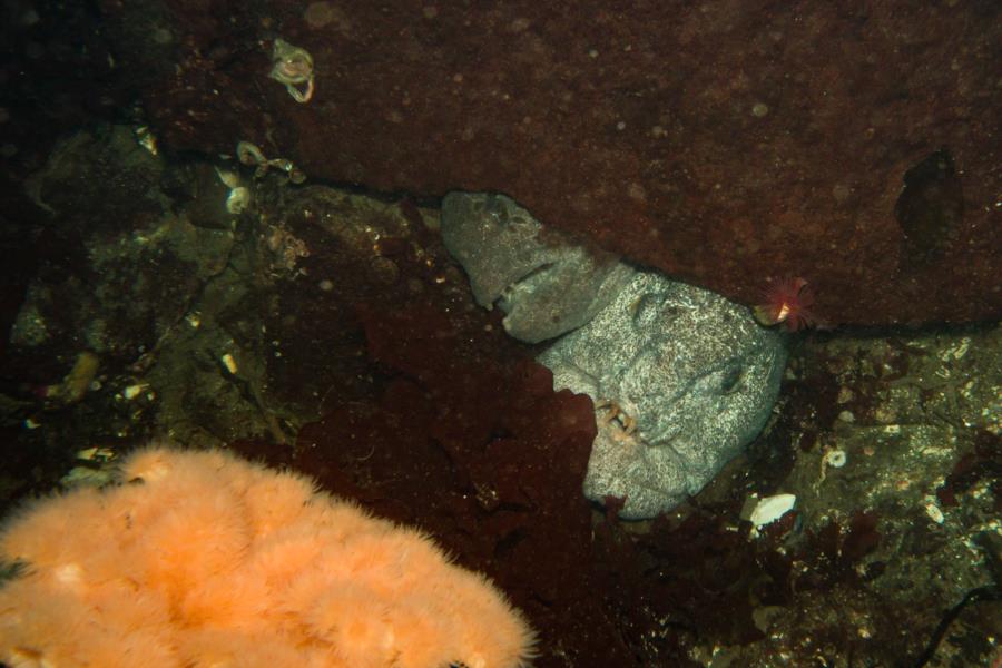 Wolf eels