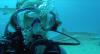 Grand Bahama Island shark feeding dive